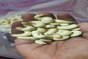 Cashew Nuts from India
